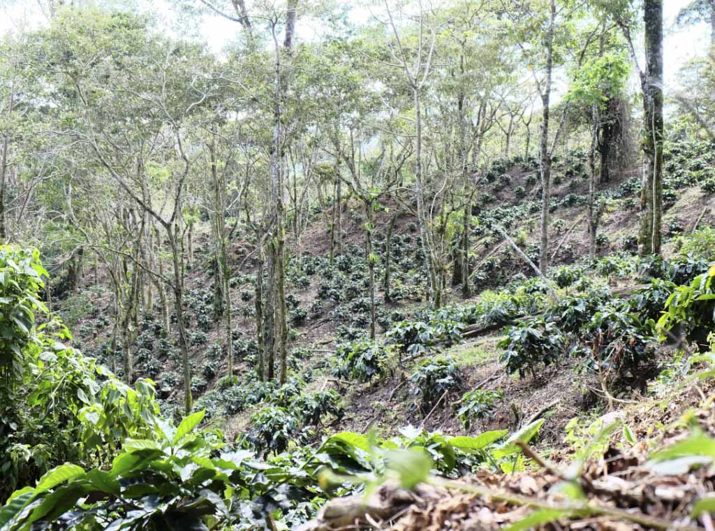 World Coffee Research - Working for Coffee's Future