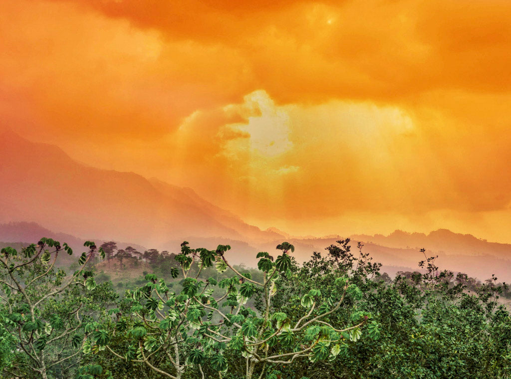 ORGANIC NEW CROP HONDURAS CORQUÍN – ROASTING IN JUNE