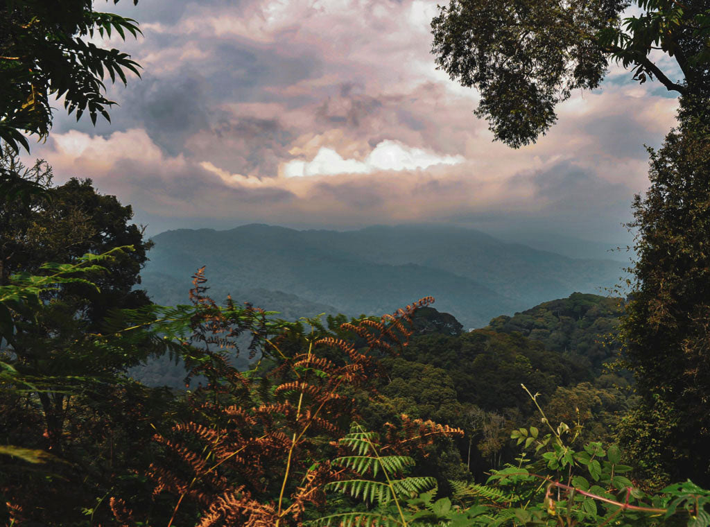 Rwanda Izuba - May's Limited Release Coffee