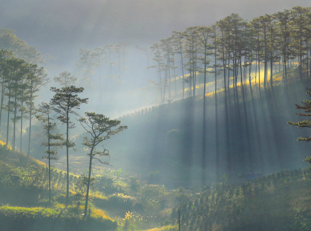 Vietnam Lotus Bold - Subscriber Exclusive