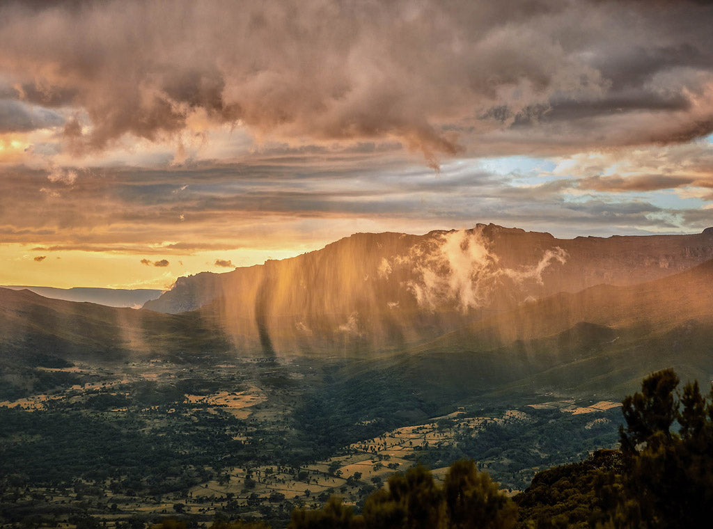 Roasting in August: An Exceptional Cup