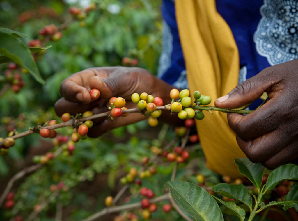 WHAT IS HONEY PROCESSED COFFEE?