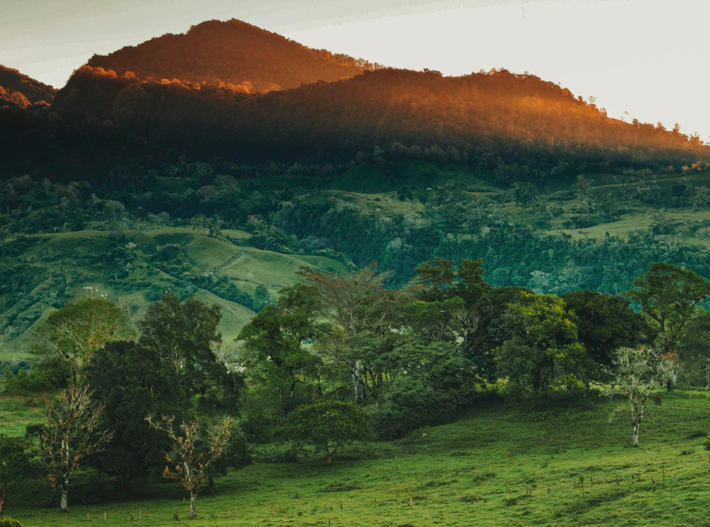 Small Batch Spotlight: Panama Don Bosco