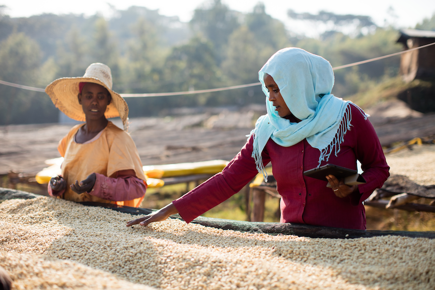 Everything You Wanted to Know About Peaberry Coffee