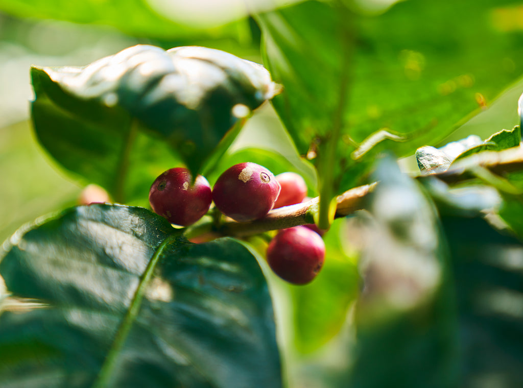 Why Coffee Prices Are Rising—and Why We’re Still Committed to Every Cup