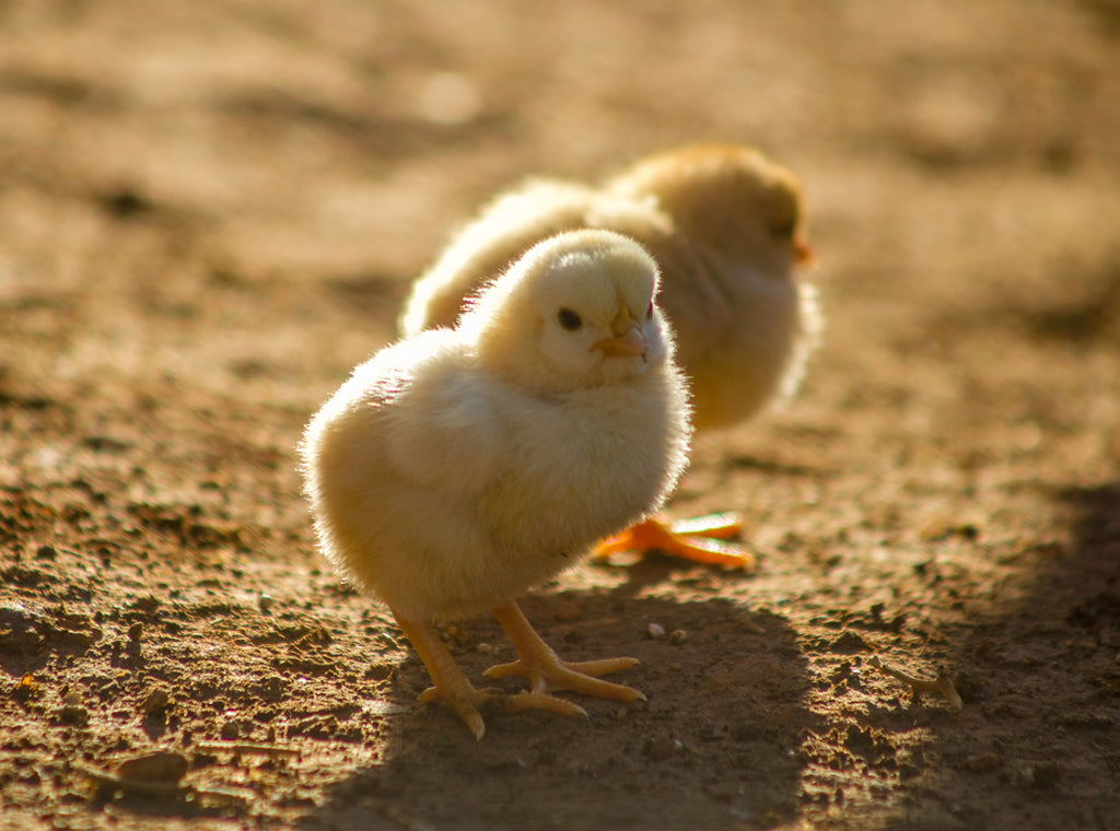 Better Chicken Commitment