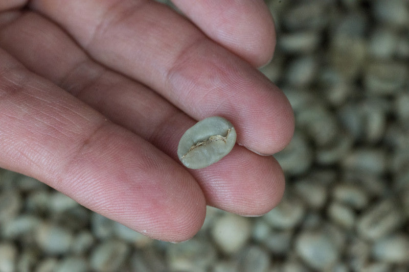 Where Did Coffee Originate?