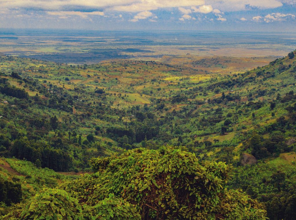 SMALL BATCH SPOTLIGHT: MOUNT ELGON UGANDA ORGANIC