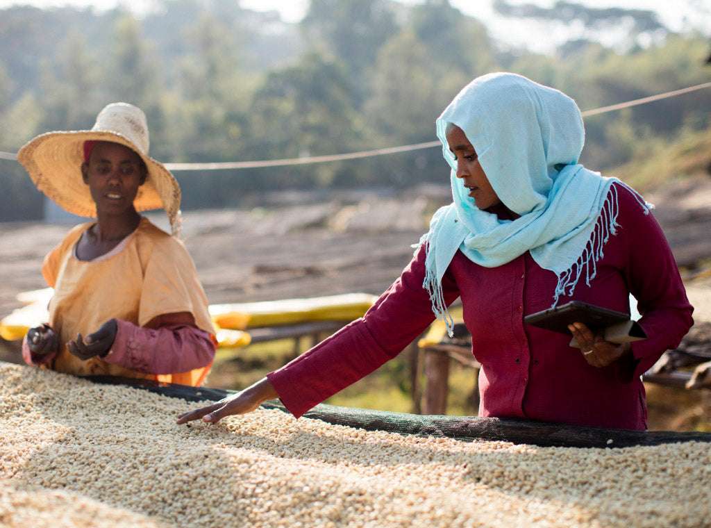 Partner Spotlight: TechnoServe