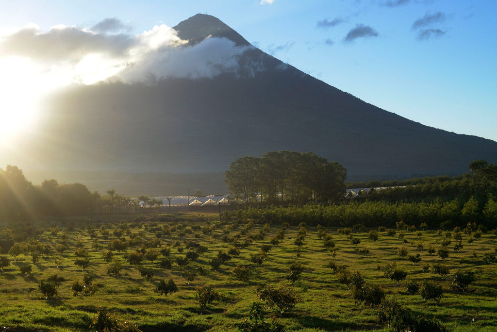 Single Origin Coffee vs Coffee Blends
