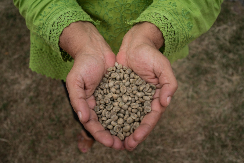 Washed, Natural, and Wet-Hulled Coffee Processing