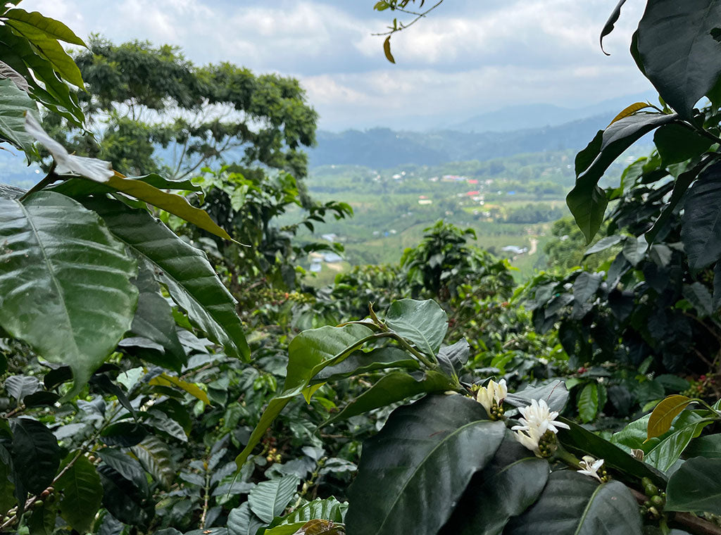 Mission to Colombia - Mujeres Cafeteras