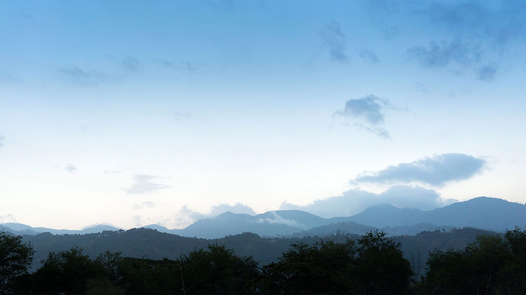 Jamaica Blue Mountain: Rare and Legendary