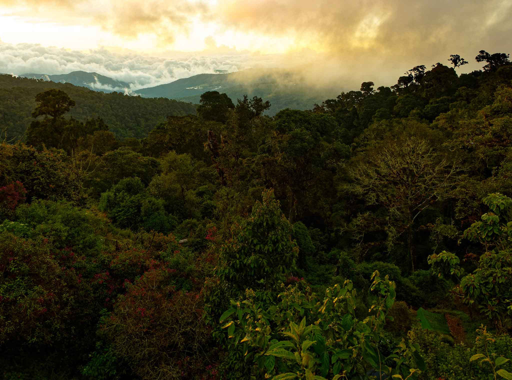 Roasting in May: Costa Rica Los Santos