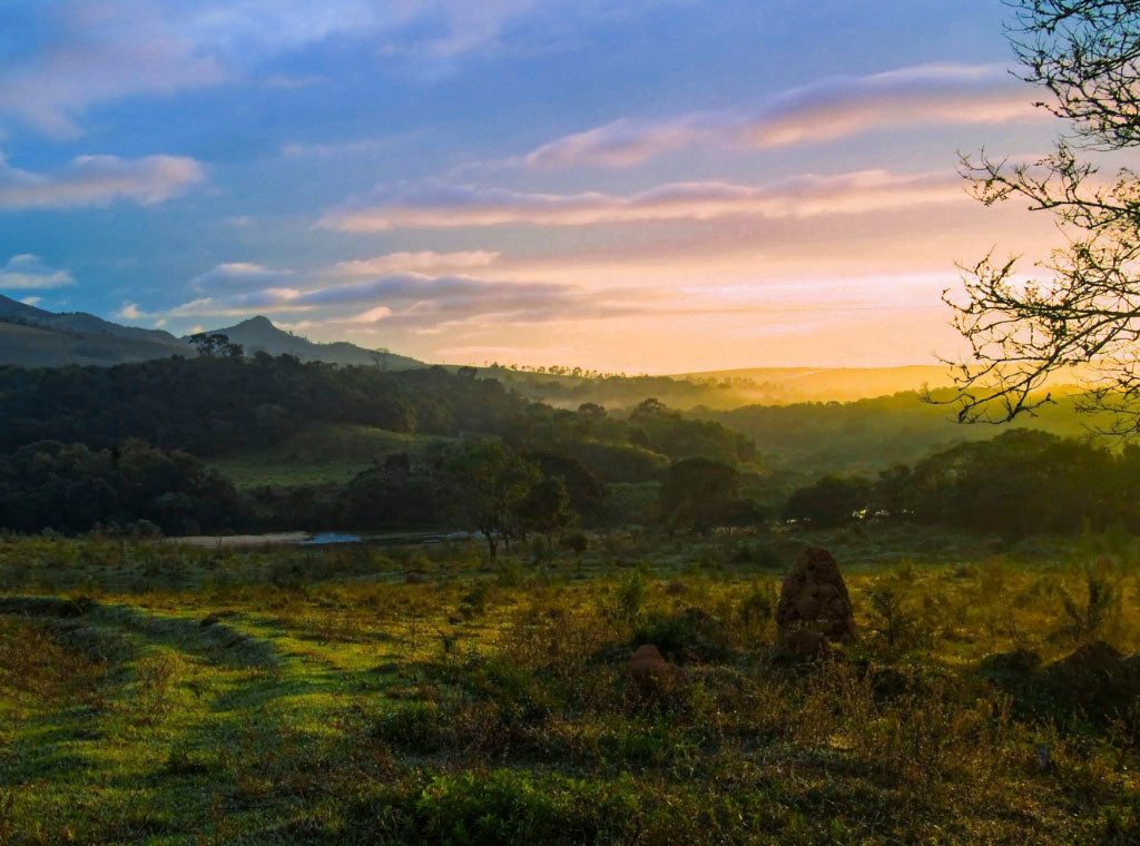 BRAZIL ENCANTADOR: A CHARMING LIMITED RELEASE