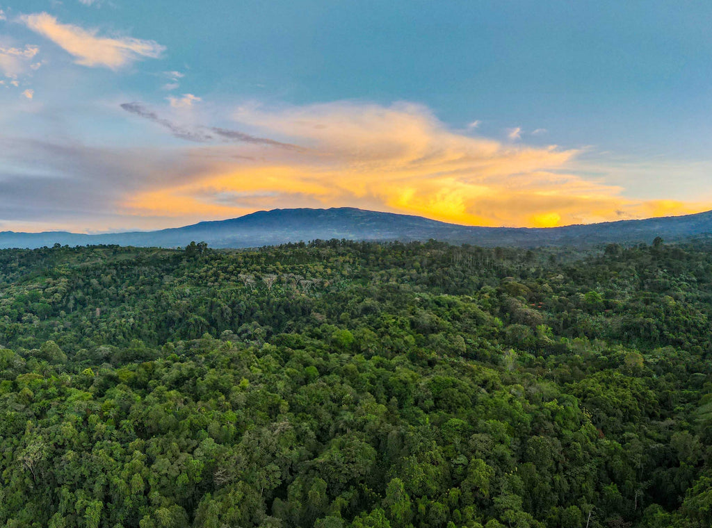 Costa Rica La Candelaria Estate