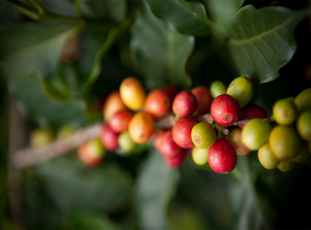 Introducing Anaerobic Fermentation