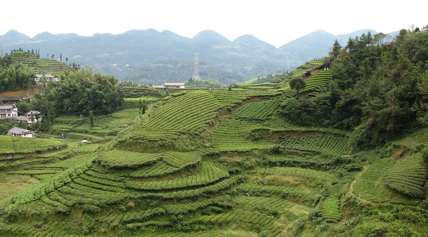 Mighty Leaf Jasmine Downy Pearls Tea | Free Shipping Over $49 | Peet's ...