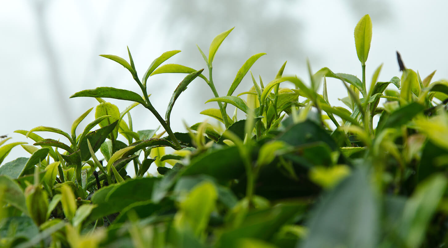 Mighty Leaf Organic Earl Grey Tea | Free Shipping Over $49