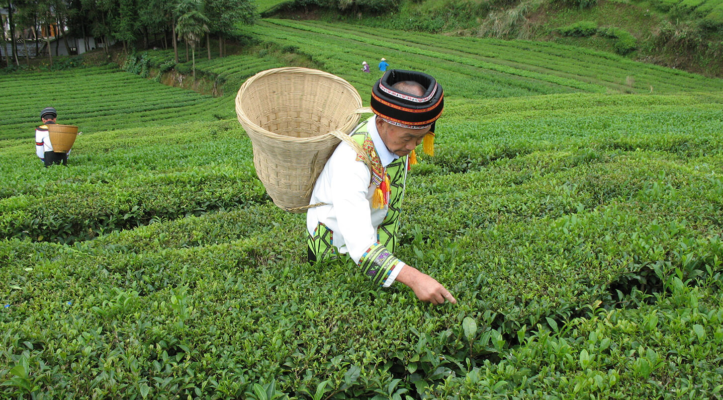 Mighty Leaf Organic Green Dragon Tea | Free Shipping Over $49
