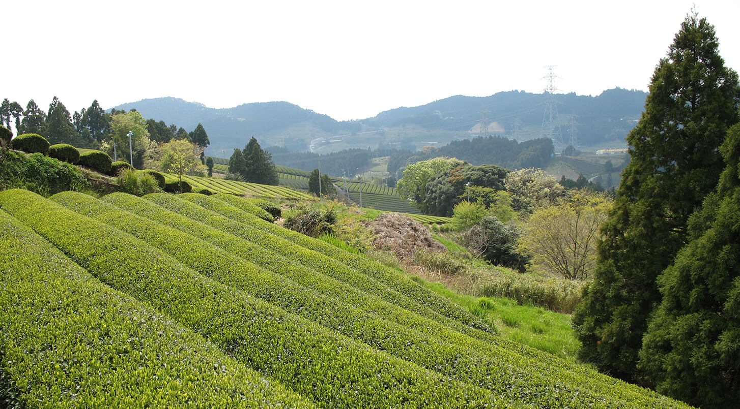 Mighty Leaf Organic Matcha Green Tea | Free Shipping Over $49