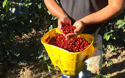 Selecting red ripe coffee cherries