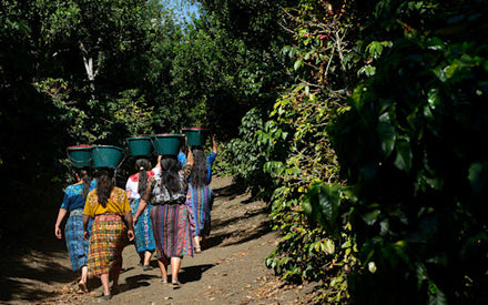 Guatemala Farmers