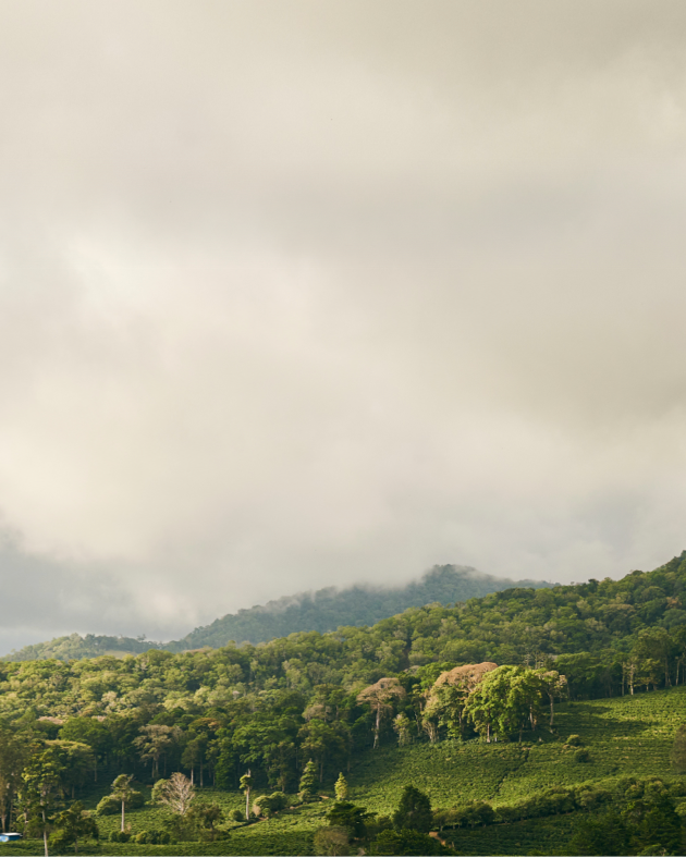 Lush green hills under a cloudy sky